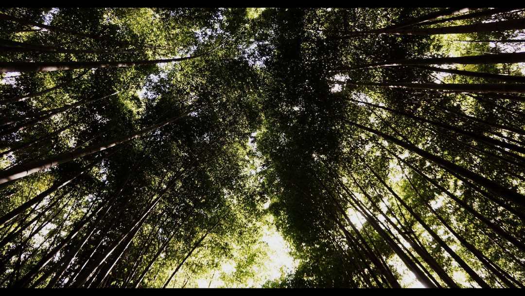 Arashiyama Bamboo Forest