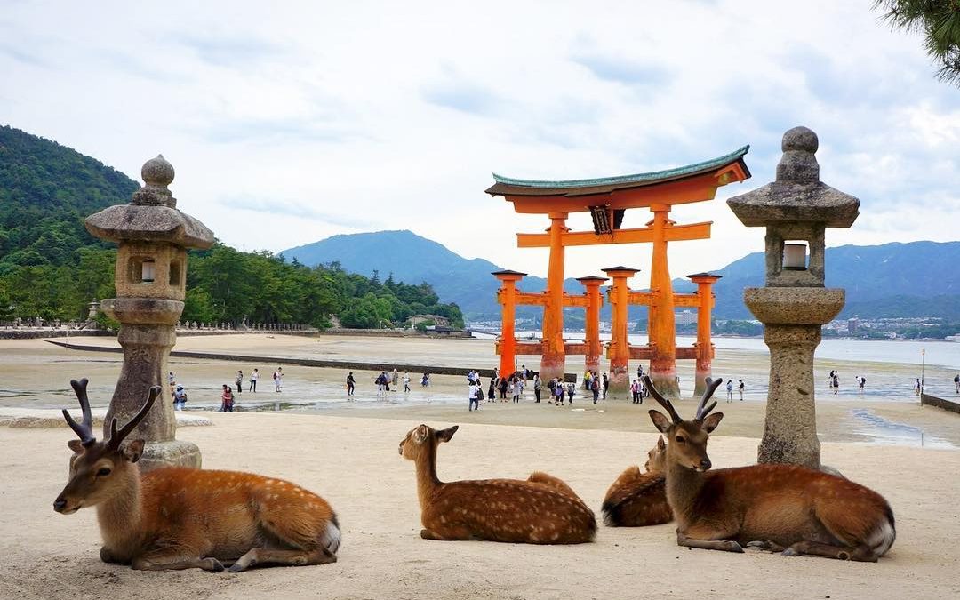 Miyajima  y sus ciervos   !********************             ...